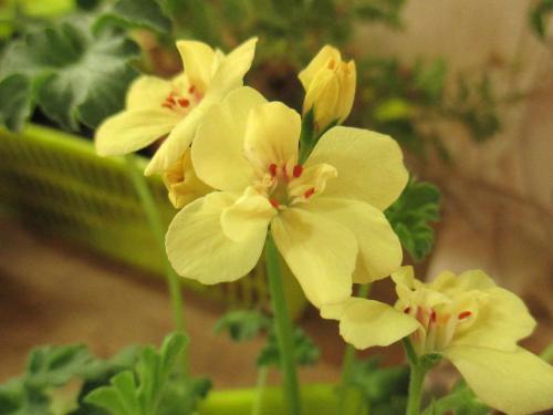 Желтая пеларгония