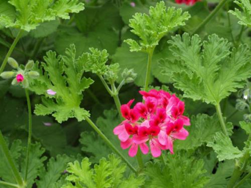 Пеларгония в открытом грунте. Высадка 02