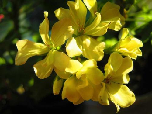 Желтая пеларгония