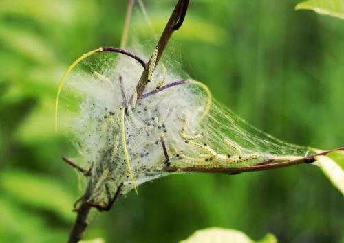 Пищевая сода для сада и огорода 22 способа применения на участке. Пищевая сода для сада и огорода: 22 способа применения на участке