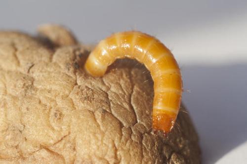 Пищевая сода для сада и огорода 22 способа применения на участке. Пищевая сода для сада и огорода: 22 способа применения на участке