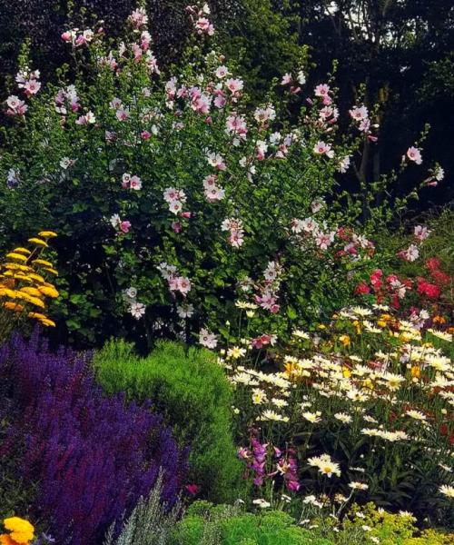 Цветники из многолетников на даче. Как сделать клумбу из многолетников: разновидности клумб, советы дизайнеров, как скомпоновать цветы на клумбе. Создаем непрерывно цветущую клумбу на даче своими руками