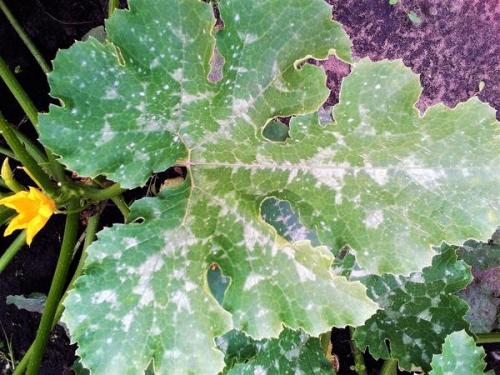 Пищевая сода для сада и огорода 22 способа применения на участке. Пищевая сода для сада и огорода: 22 способа применения на участке