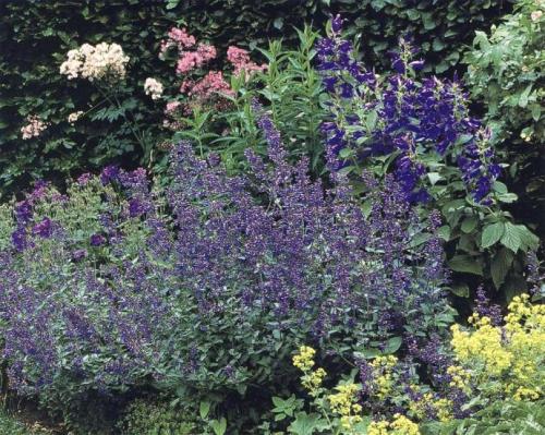 Цветники из многолетников на даче. Как сделать клумбу из многолетников: разновидности клумб, советы дизайнеров, как скомпоновать цветы на клумбе. Создаем непрерывно цветущую клумбу на даче своими руками