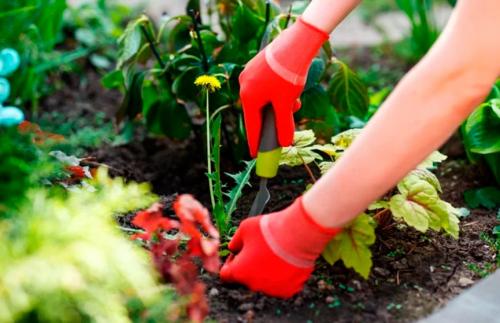 Уксус соль и моющее средство против сорняков в огороде пропорции. Воздействие уксуса и соли на сорняки 15 Уксус соль и моющее средство против сорняков в огороде пропорции. Воздействие уксуса и соли на сорняки 15