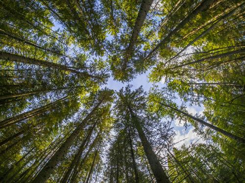 Дерево, как семейный талисман. Дерево счастья фен шуй: где поставить талисман 02