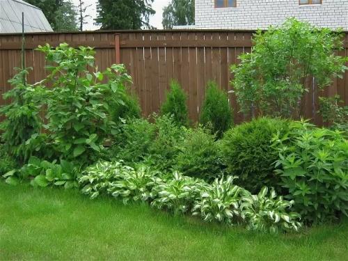 Какие цветы посадить вдоль забора, чтобы цвели все лето. Идеи организации ландшафта с цветником вдоль забора