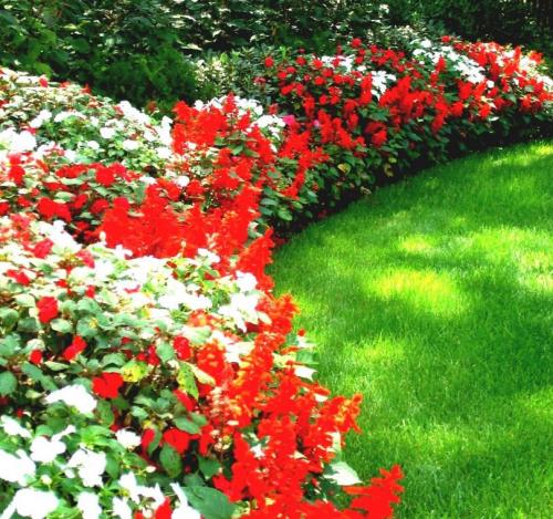 Рабатка из многолетников. Рабатка своими руками — смотрите красивые примеры посадки и оформления клумб, лучшие идеи смотрите на фото!