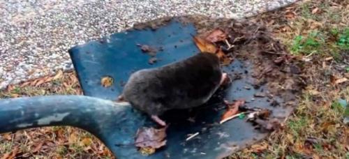 Как сделать кротоловку своими руками в домашних условиях. Простые кротоловки своими руками