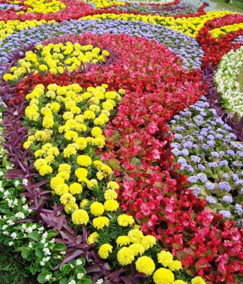 Рабатка из многолетников. Рабатка своими руками — смотрите красивые примеры посадки и оформления клумб, лучшие идеи смотрите на фото!