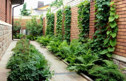 Какие цветы посадить вдоль забора, чтобы цвели все лето. Идеи организации ландшафта с цветником вдоль забора