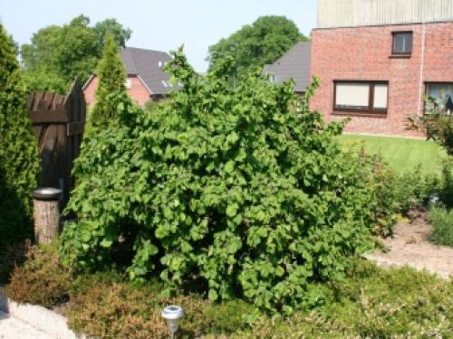 Какие деревья нельзя сажать возле дома. Какие деревья лучше не сажать на участке? 04