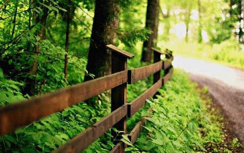 На каком расстоянии от фундамента можно сажать деревья. Дерево рядом с домом нормы