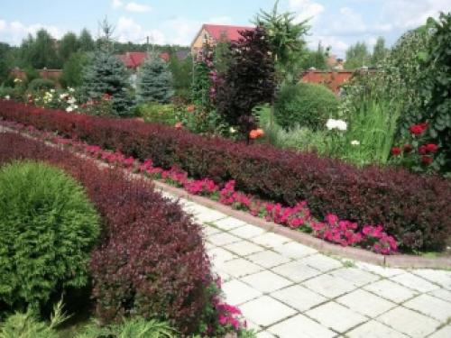 Какие деревья нельзя сажать возле дома. Какие деревья лучше не сажать на участке? 03