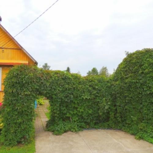 Какие деревья нельзя сажать возле дома. Какие деревья лучше не сажать на участке? 05