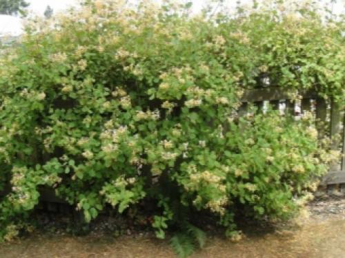 Какие деревья нельзя сажать возле дома. Какие деревья лучше не сажать на участке? 08