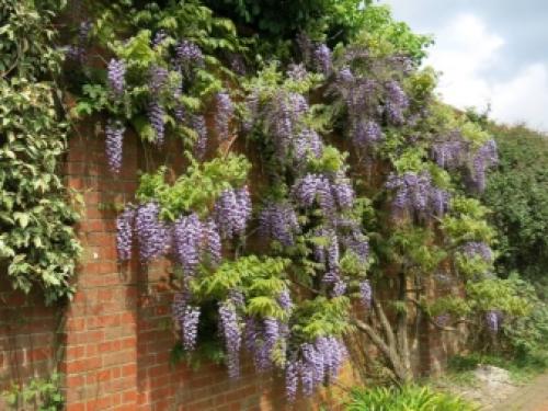 Какие деревья нельзя сажать возле дома. Какие деревья лучше не сажать на участке? 07