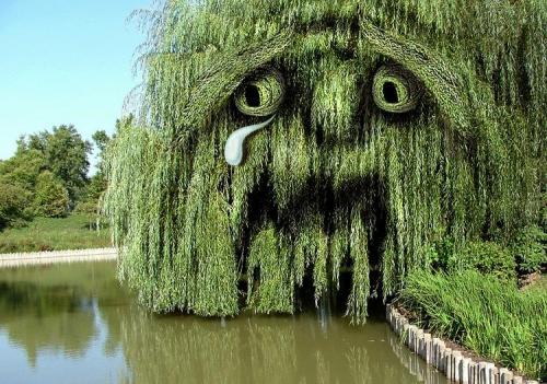 Какие деревья нельзя сажать возле дома. Какие деревья лучше не сажать на участке? 09