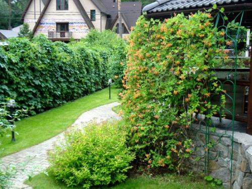 Шпалеры для вьющихся растений своими руками. Лучшие идеи шпалер для огурцов, фасоли и прочих вьющихся растений (более 40 фото) 14