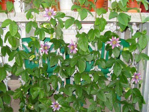 Названия вьющихся растений. Вьющееся растение для сада: фото с названиями