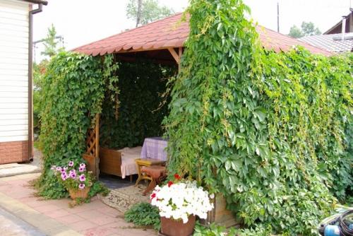 Шпалеры для вьющихся растений своими руками. Лучшие идеи шпалер для огурцов, фасоли и прочих вьющихся растений (более 40 фото) 01