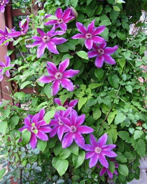 Названия вьющихся растений. Вьющееся растение для сада: фото с названиями