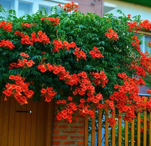 Названия вьющихся растений. Вьющееся растение для сада: фото с названиями