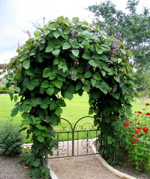 Названия вьющихся растений. Вьющееся растение для сада: фото с названиями