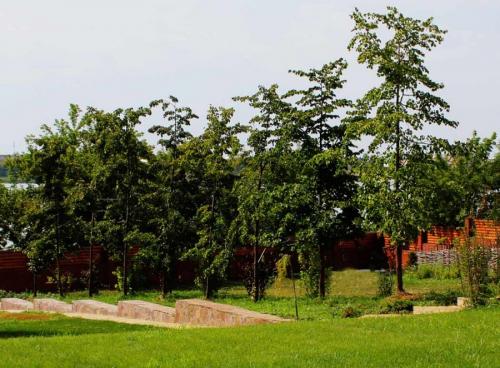 Какое дерево лучше посадить возле дома. Деревья возле дома — виды которые можно и нельзя сажать. 100 фото лучших вариантов для посадки