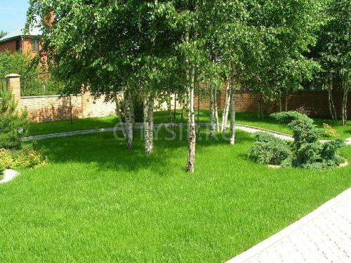 Какое дерево лучше посадить возле дома. Деревья возле дома — виды которые можно и нельзя сажать. 100 фото лучших вариантов для посадки 17