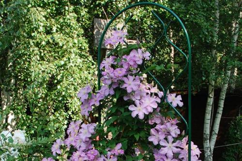 Создай свою садовую шпалеру из металла: простой способ 18 Создай свою садовую шпалеру из металла: простой способ 18