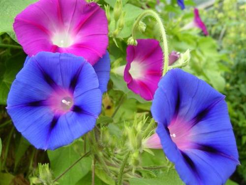 Создай свою садовую шпалеру из металла: простой способ 13 Создай свою садовую шпалеру из металла: простой способ 13