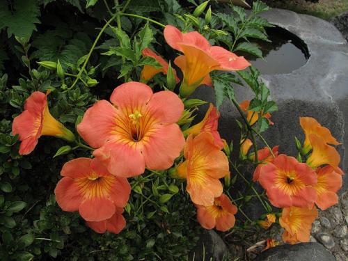 Создай свою садовую шпалеру из металла: простой способ 15 Создай свою садовую шпалеру из металла: простой способ 15