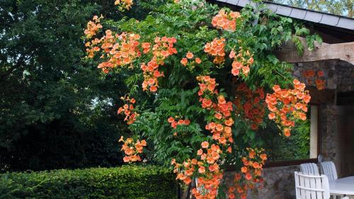 Создай свою садовую шпалеру из металла: простой способ 16 Создай свою садовую шпалеру из металла: простой способ 16