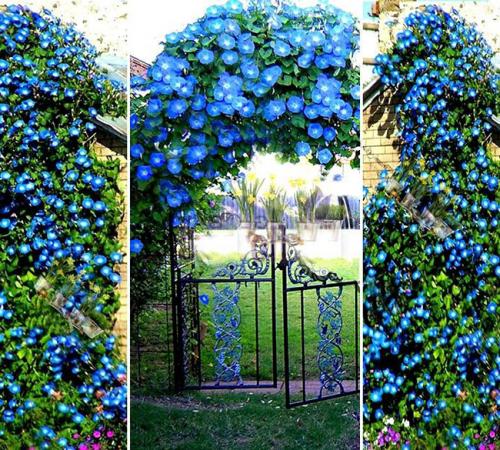 Создай свою садовую шпалеру из металла: простой способ 14 Создай свою садовую шпалеру из металла: простой способ 14