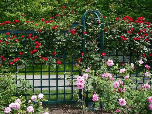 Создай свою садовую шпалеру из металла: простой способ 03 Создай свою садовую шпалеру из металла: простой способ 03