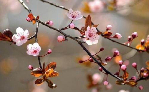 Какие деревья лучше сажать на участке возле дома. Народные приметы: какие деревья нельзя сажать во дворе и почему? 19