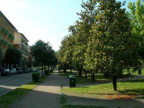 Какие деревья лучше сажать на участке возле дома. Народные приметы: какие деревья нельзя сажать во дворе и почему? 17