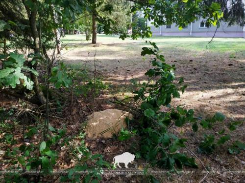 Дуб красный канадский. Настоящее растение-колонист. Чем опасен дуб красный для белорусских лесов? 03 Дуб красный канадский. Настоящее растение-колонист. Чем опасен дуб красный для белорусских лесов? 03