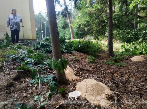 Дуб красный канадский. Настоящее растение-колонист. Чем опасен дуб красный для белорусских лесов? 01 Дуб красный канадский. Настоящее растение-колонист. Чем опасен дуб красный для белорусских лесов? 01