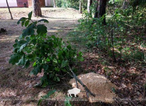 Дуб красный канадский. Настоящее растение-колонист. Чем опасен дуб красный для белорусских лесов? 02 Дуб красный канадский. Настоящее растение-колонист. Чем опасен дуб красный для белорусских лесов? 02