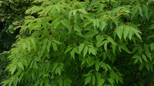 Дуб красный канадский. Настоящее растение-колонист. Чем опасен дуб красный для белорусских лесов? 04 Дуб красный канадский. Настоящее растение-колонист. Чем опасен дуб красный для белорусских лесов? 04