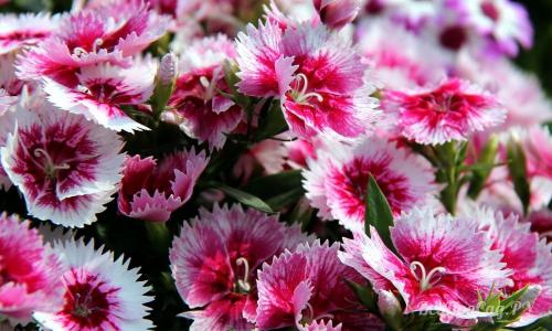 Цветы для клумбы многолетние. Долгоцветущие низкорослые многолетники