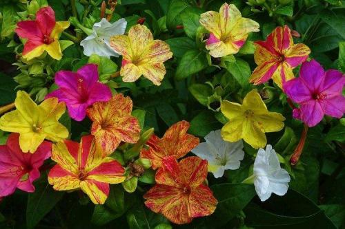 Цветы для клумбы названия. Садовые цветы: фото, названия и описания (каталог)