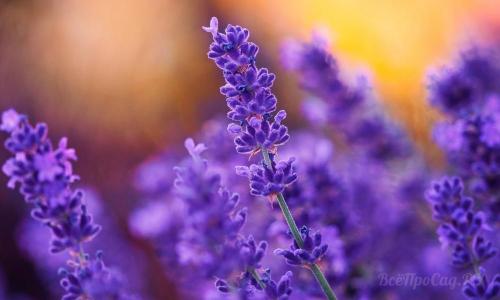 Цветы для клумбы многолетние. Долгоцветущие низкорослые многолетники