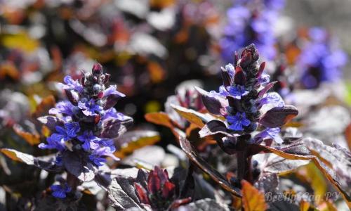 Цветы для клумбы многолетние. Долгоцветущие низкорослые многолетники