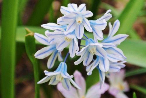 Цветы для клумбы названия. Садовые цветы: фото, названия и описания (каталог)