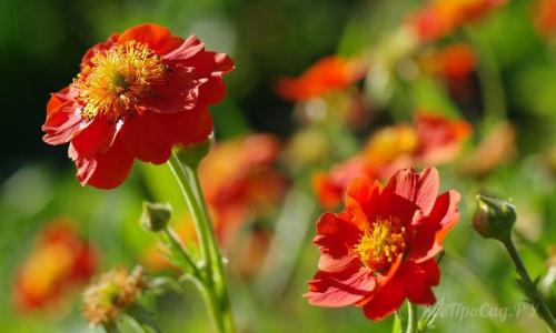 Цветы для клумбы многолетние. Долгоцветущие низкорослые многолетники