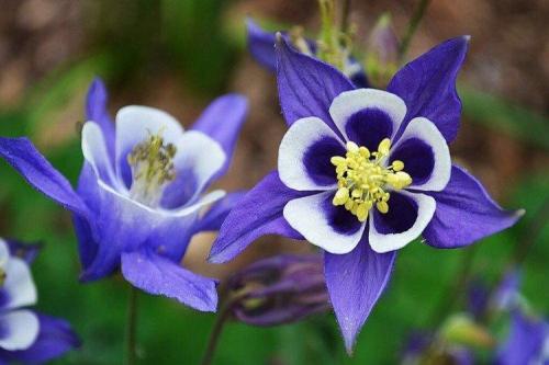 Цветы для клумбы названия. Садовые цветы: фото, названия и описания (каталог)