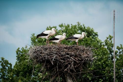 Гнездо аиста своими руками для сада и огорода. Гнездо аиста — узнайте где строят гнезда аисты и как привлечь внимание молодого аиста к своему участку (115 фото + видео)
